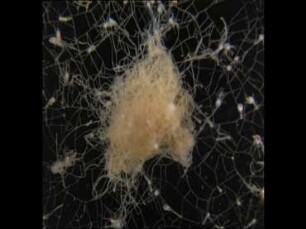 Bau und Fortpflanzung der Hydrozoa