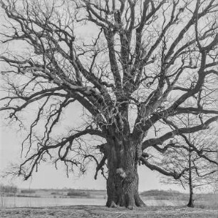Rieseneiche von Niedergurig : An den Niederguriger Teichen. Rieseneiche von Niedergurig