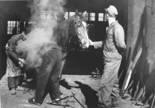 Hufschmied beschlägt ein Pferd. Das glühende Eisen qualmt am Huf
