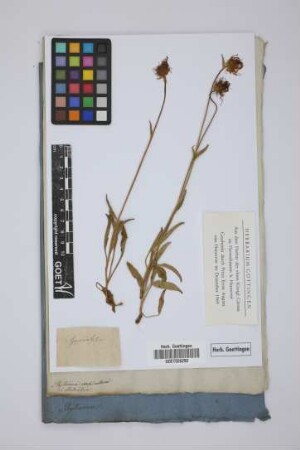 Phyteuma orbicularis
