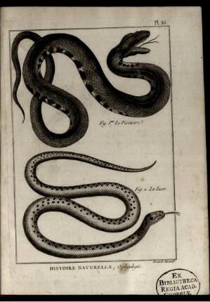 Pl. 36