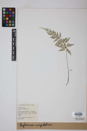 Asplenium cuspidatum Lam.