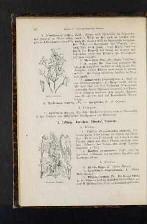 17. Gattung. Aconitum. Eisenhut, Sturmhut.