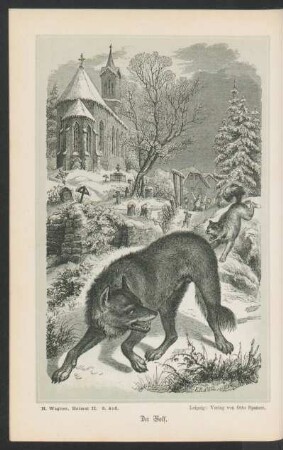 Tafel: Der Wolf.