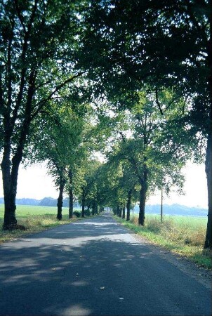 Lindenallee, Verbindungsstraße Bockstadt-Eisfeld