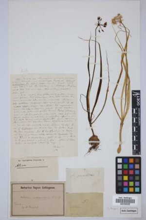 Allium spec.