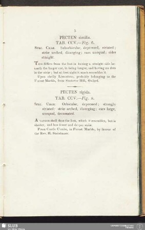 Pecten similis. Tab. CCV. — Fig. 6