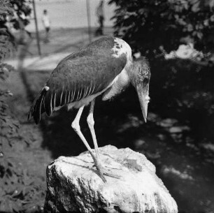 Zootiere. Marabu