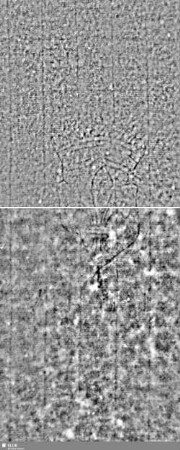 Lilienschild + IESV / LW = S.31/32+39/40
