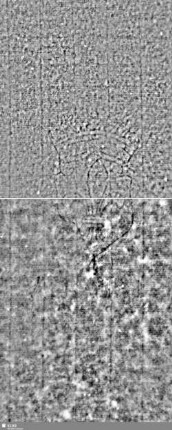 Lilienschild + IESV / LW = S.31/32+39/40
