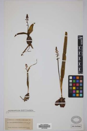 Scilla haemorrhoidalis Webb & Berthel.