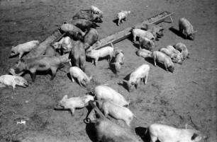 Assan Aga: Schweinezucht (Pressefahrt zur Besichtigung landwirtschaftlicher Betriebe im Bezirk Vlasca)