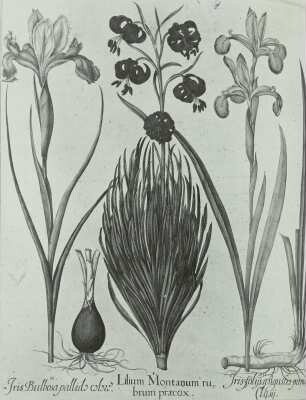 Besler, Basilius und Hieronymus: Hortus Eystettensis: :Krainer Lilie (I) (Lilium carniolicum), Wasserschwertlilie (II) (Iris pseudacorus L:), Deutsche Schwertlilie (III) (Iris germanica L.)