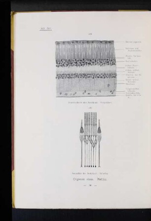 Organon visus. Retina.
