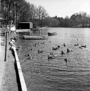 Badeanstalt: am Herrenteich: beschädigte Uferkante, Maschendrahtzaun: Enten, Ponton, Boot: hinten links Bootshaus: im Hintergrund rechts Ostufer
