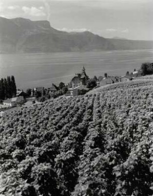 Weinberge am Genfer See mit den Weinbergen Rivaz bei Vevey