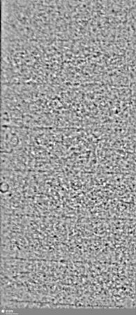 Wasserzeichen S.7