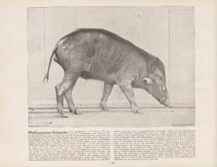 Philippinen-Schwein