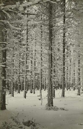 Winter im Erzgebirge. Verschneites Unterholz bei Schellerhau