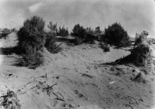 Dünenvegetation : Blick auf eine Dünenvegetation, die sich in der Nähe der Mündung des Rio Mauri in den Rio Desaguadero befindet.