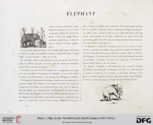 Élephant