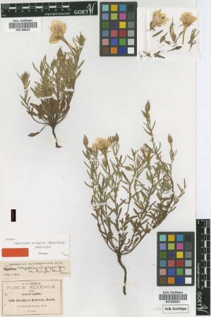 Oenothera hartwegii Benth.