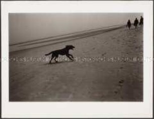 Schwarzer Hund läuft am Strand entlang (Altersgruppe bis 14)