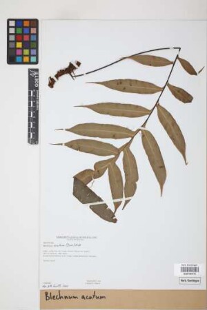 Blechnum acutum (Desv.) Mett.