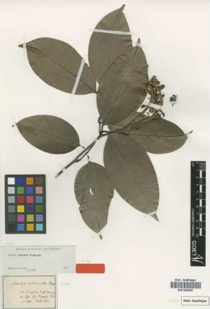 Swartzia reticulata Poepp.