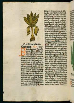 184v-185r, Apostemenkraut (350. Kapitel)