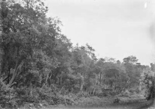 Wald (Sammlung Hans Meyer - Teneriffareise Hans Meyer 1894)