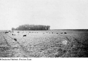 Oklahoma, Woodward Count<, Mutual, Landwirtschaft, Viehhaltung, Vieh- und Getreidefarm nahe Mutual, Schweine auf Alfalfa-Weide (Luzerne), Aufnahme, State Board of Agriculture, Oklahoma