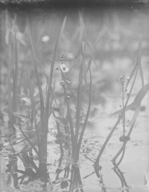 Pfeilkraut : Pfeilkraut (Sagittaria Linnaeus).