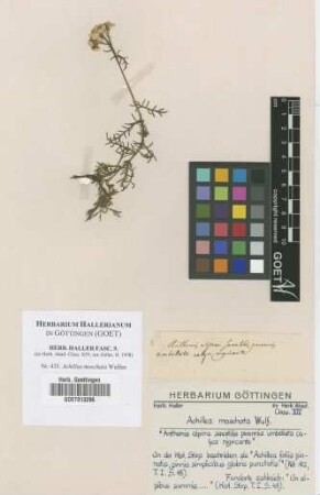 Achillea moschata Wulfen