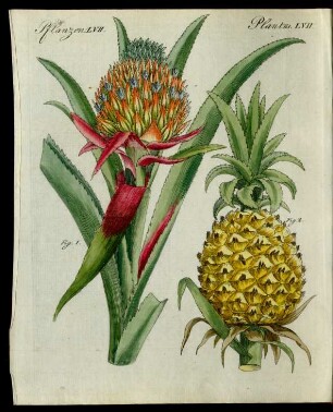Die Ananas.