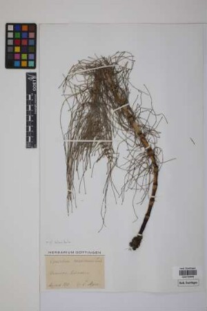 Equisetum telmateia telmateia Ehrh.