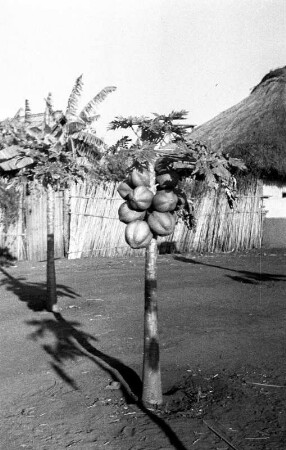 Papayabaum : Junger Papayabaum mit Früchten