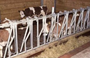 Fotografie: Vollspaltenboden, Gruppenhaltung, Fangfressgitter, Kalb