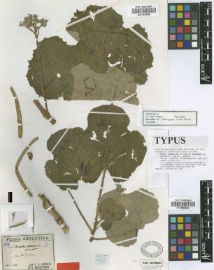 Cnidoscolus sp. Not on sheet