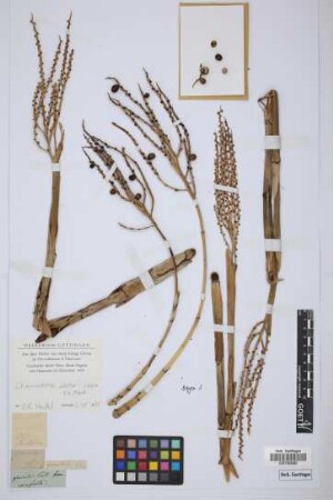 Chamaedorea oblongata
