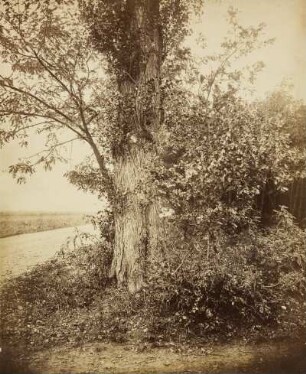 Baumstamm am Weg
