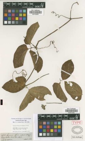 Gurania spruceana Cogn.
