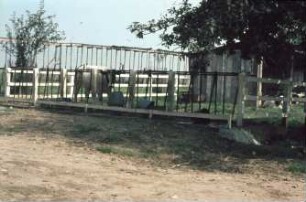 Fotografie: Stallsystem, Betriebsgebäude, Offenfrontstall, Fressgitter
