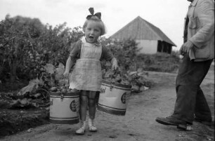 Nierswalde: Siedlung C; Gärtnerei, Tomatenernte