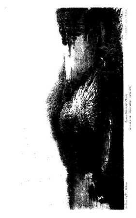 EAGLE HAWK NECK