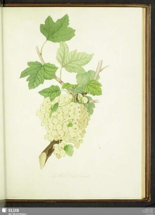 The White Dutch Currant