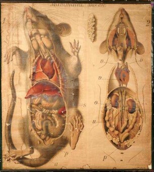 Mammalia. Mus dec.