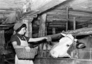 Arbeitsmaid des Reichsarbeitsdienstes beim Füttern der Kühe im Stall