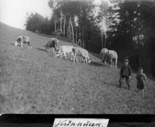 Kinder beim Kühe hüten