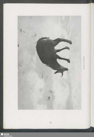 Gemse im Schnee